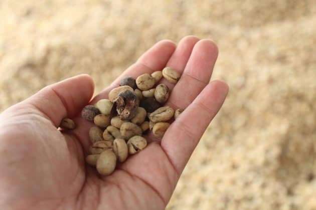 A hand holding unroasted coffee beans.