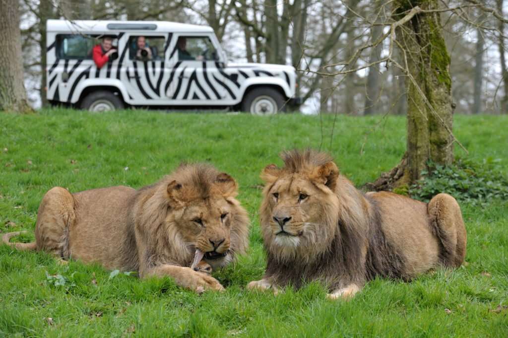 A day trip from Bath, England to see the lions at Longleat Safari Park.