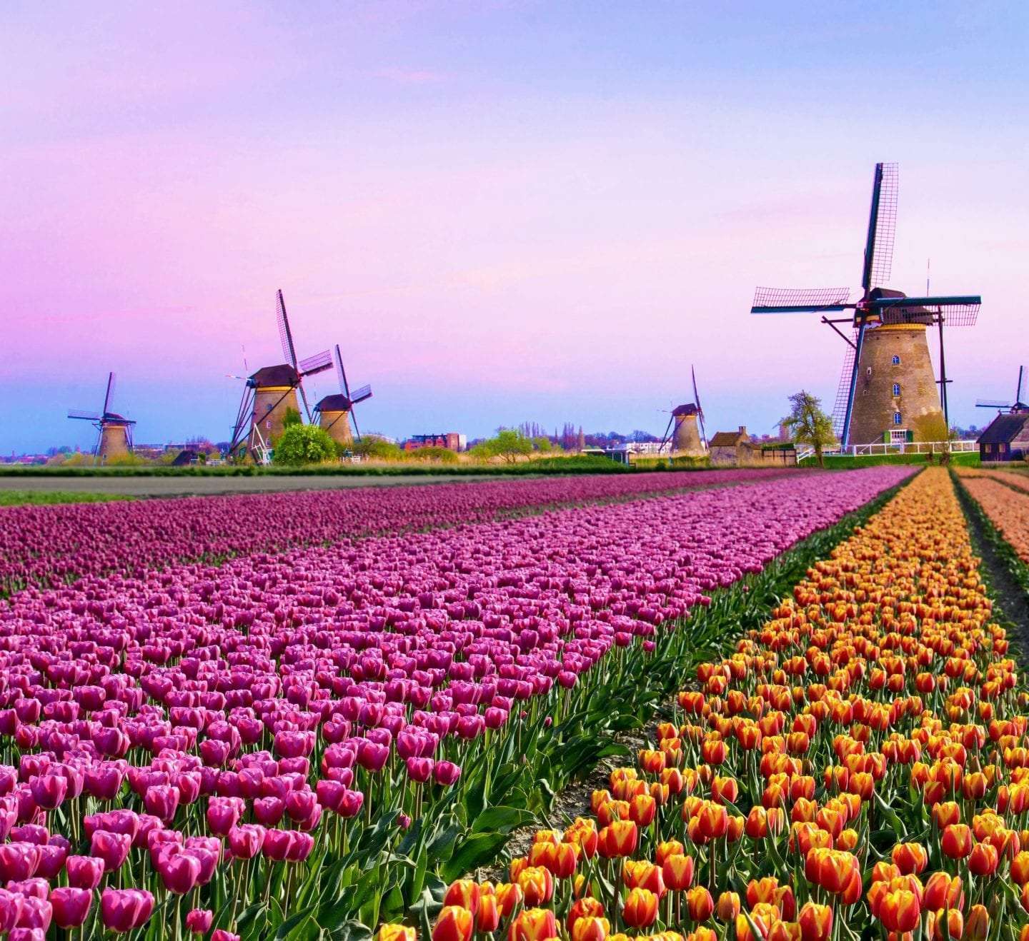 Tulip fields and windmills in the Dutch bulb country