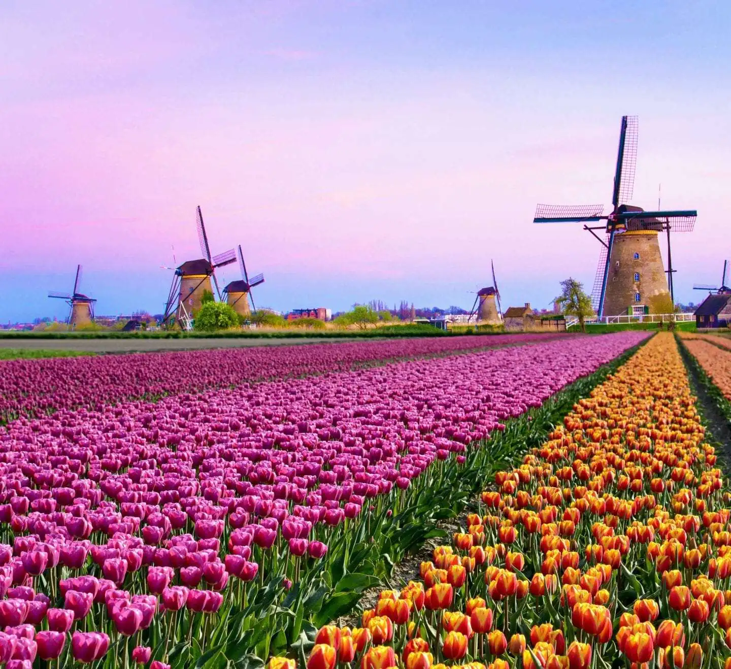 Tulip fields and windmills in the Dutch bulb country